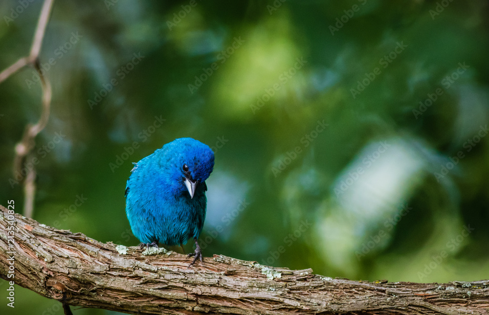 Obraz premium Indigo Bunting (Passerina cyanea) perched on a branch on a summer morning surrounded by lush foliage