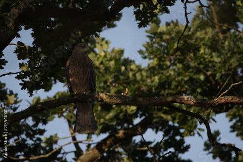 Large Adult Red Kite