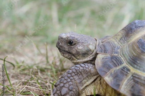 Russische Vierzehen-Schildkröte sitzt im Gras, Testudo horsfieldii, Agrionemys horsfieldii, Nahaufnahme, selektiver Fokus