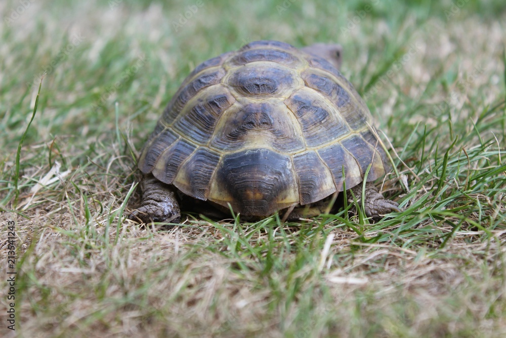 Russische Vierzehen-Schildkröte sitzt im Gras, Testudo horsfieldii, Agrionemys horsfieldii, Nahaufnahme, Rückansicht, selektiver Fokus Russische Vierzehen-Schildkröte sitzt im Gras, Testudo horsfieldii, Agrionemys horsfieldii, Nahaufnahme, Rückansicht, selektiver Fokus