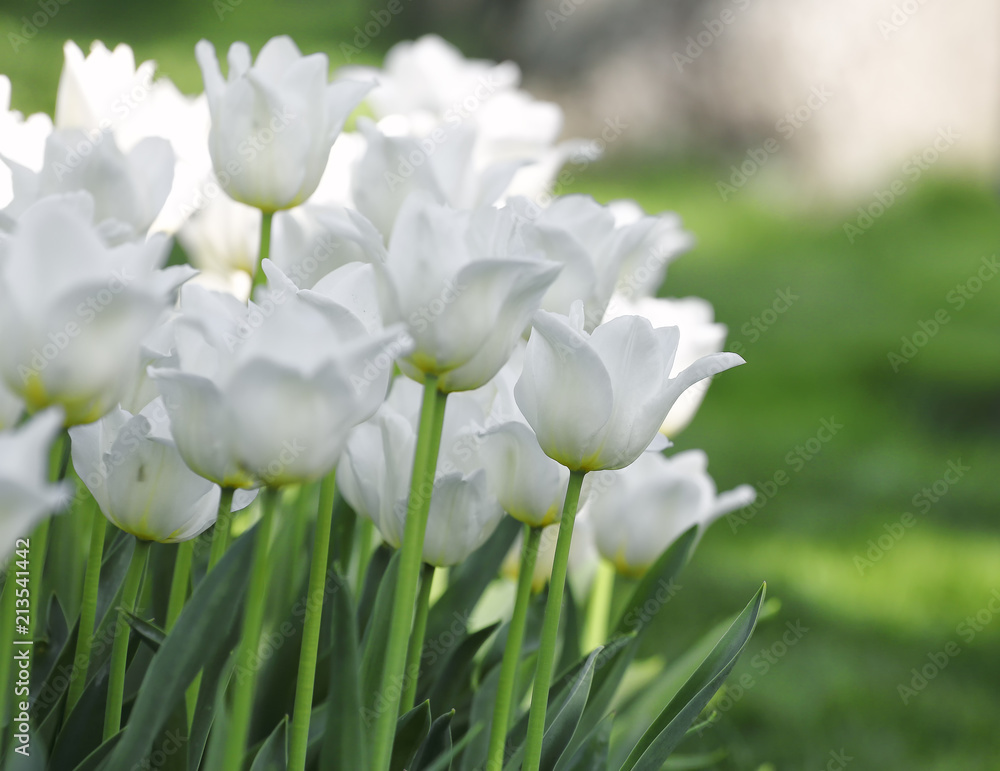 A lot of beautiful white tulips on a large flower-bed in the city garden A lot of beautiful white tulips on a large flower-bed in the city garden