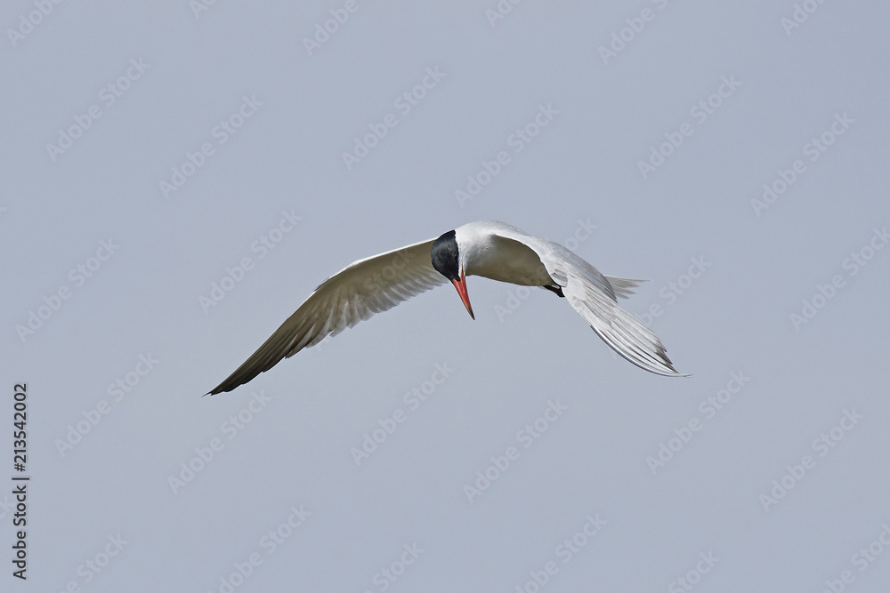 Caspian tern (Hydroprogne caspia) Caspian tern (Hydroprogne caspia)