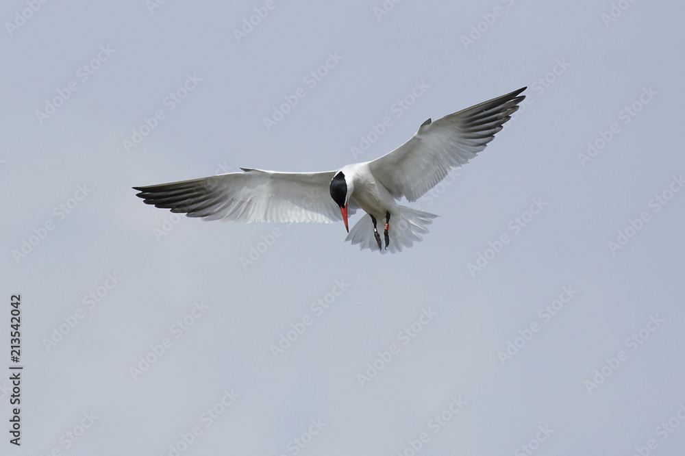 Obraz premium Caspian tern (Hydroprogne caspia)