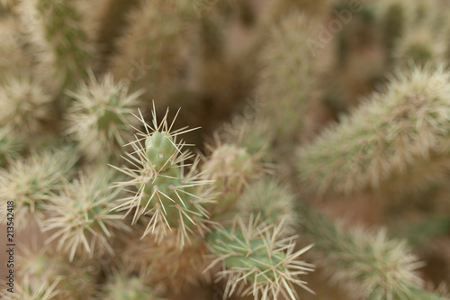 A large cactus with thorns in the wild spiny background