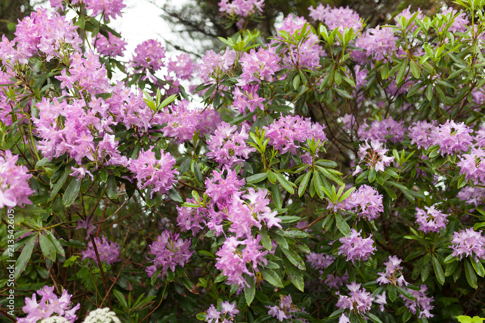 pink floral pattern