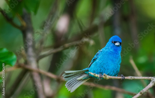 Indigo Bunting (Passerina cyanea) perched on a branch on a summer morning surrounded by lush foliage