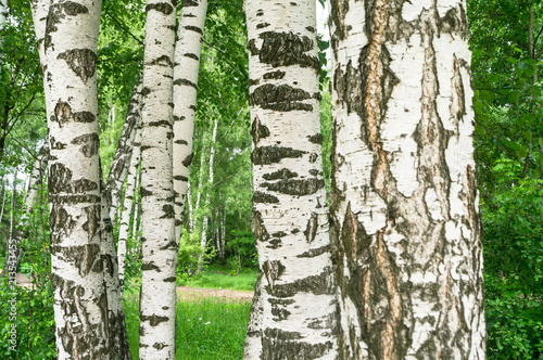 White trunks of young birches in early summer. The wind rustles young birch leaves. Russian national symbol.
