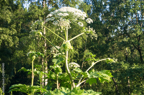 Blooming inflorescence of giant hogweed, poisonous weed, outstanding by its aggressive spreading, powerful growth and high survivability. photo