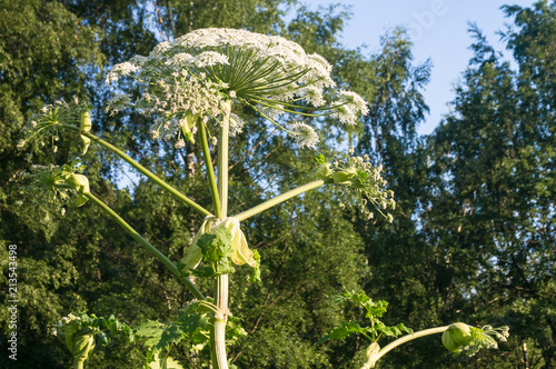 Blooming inflorescence of giant hogweed, poisonous weed, outstanding by its aggressive spreading, powerful growth and high survivability. photo