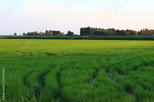 Rizière en Camargue