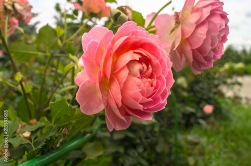 Lush rose flowers in a garden. Love  happiness  wedding.