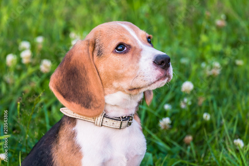 Portrait of a tricolored Beagle. Smart brown-eyed puppy with a mild pleading look on a flowering lawn.