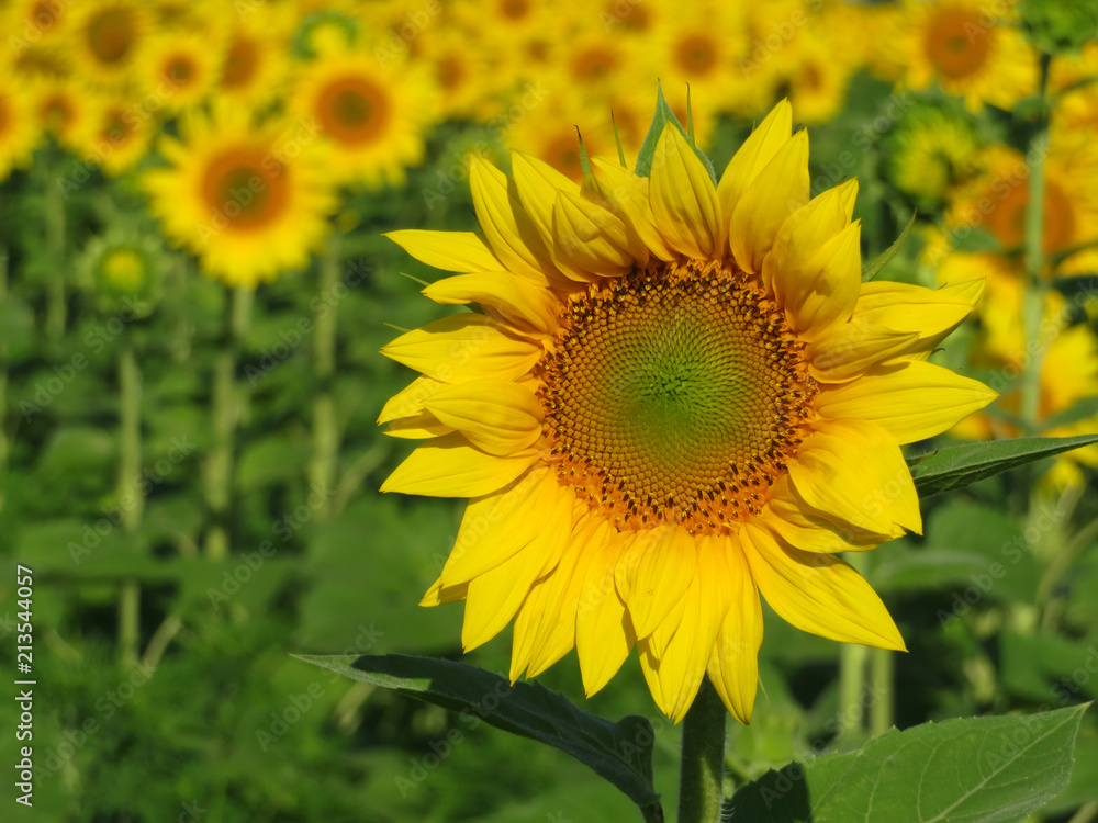 Fototapeta premium Field of sunflowers in sunny day, selective focus. Beautiful sunflower in summer