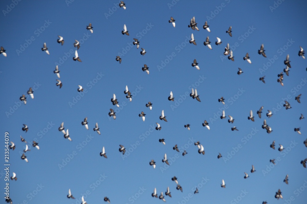 Flock of Birds