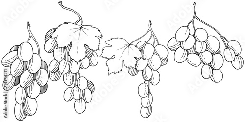 Grape healthy food in a vector style isolated. Full name of the fruit: grape. Vector wild fruit for background, texture, wrapper pattern or menu.