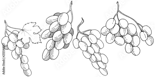 Grape healthy food in a vector style isolated. Full name of the fruit: grape. Vector wild fruit for background, texture, wrapper pattern or menu.