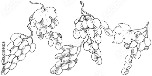 Grape healthy food in a vector style isolated. Full name of the fruit: grape. Vector wild fruit for background, texture, wrapper pattern or menu.