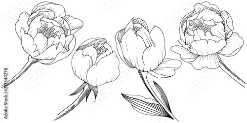 Wildflower peony in a vector style isolated. Full name of the plant: peony. Vector flower for background, texture, wrapper pattern, frame or border.