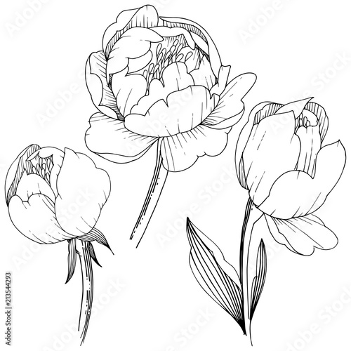 Wildflower peony in a vector style isolated. Full name of the plant: peony. Vector flower for background, texture, wrapper pattern, frame or border.