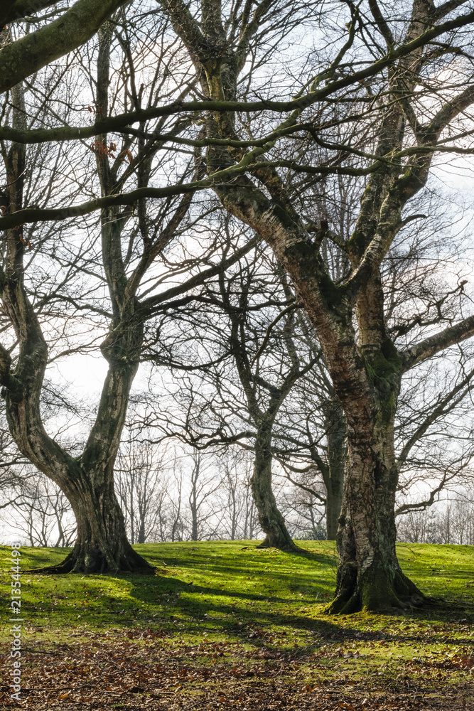 Trunks and branches of trees without leaves on a green meadow. Trunks and branches of trees without leaves on a green meadow.