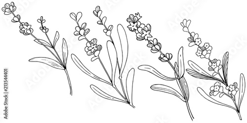 Flower lavender in a vector style isolated. Full name of the plant: lavender. Vector flower for background, texture, wrapper pattern, frame or border.