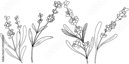 Flower lavender in a vector style isolated. Full name of the plant: lavender. Vector flower for background, texture, wrapper pattern, frame or border.