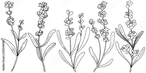 Flower lavender in a vector style isolated. Full name of the plant: lavender. Vector flower for background, texture, wrapper pattern, frame or border.