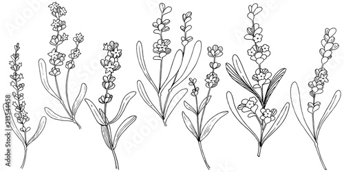 Flower lavender in a vector style isolated. Full name of the plant: lavender. Vector flower for background, texture, wrapper pattern, frame or border.