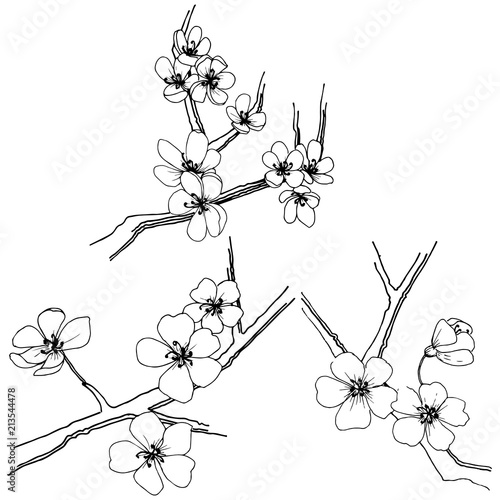 Sakura in a vector style isolated. Full name of the plant: sakura. Vector flower for background, texture, wrapper pattern, frame or border.