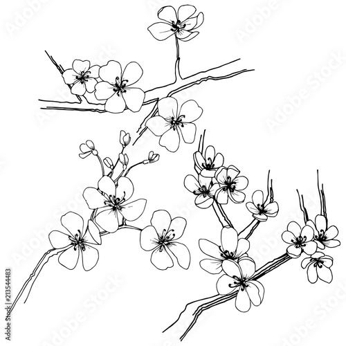 Sakura in a vector style isolated. Full name of the plant: sakura. Vector flower for background, texture, wrapper pattern, frame or border.