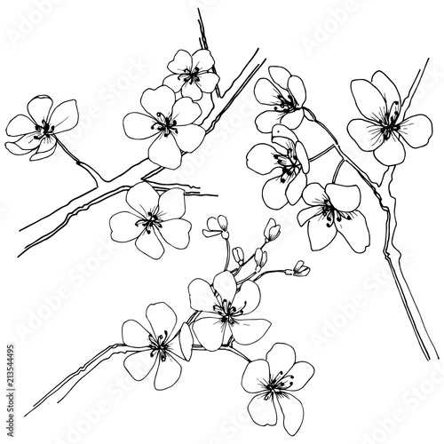 Sakura in a vector style isolated. Full name of the plant: sakura. Vector flower for background, texture, wrapper pattern, frame or border.