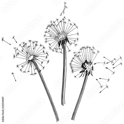 Wildflower dandelion  in a vector style isolated. Full name of the plant  dandelion. Vector flower for background  texture  wrapper pattern  frame or border.