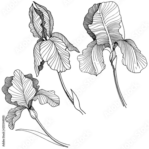 Irises flower in a vector style isolated. Full name of the plant: irises. Vector flower for background, texture, wrapper pattern, frame or border.