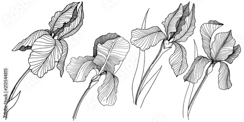 Irises flower in a vector style isolated. Full name of the plant: irises. Vector flower for background, texture, wrapper pattern, frame or border.