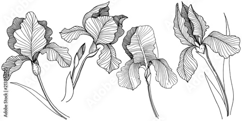 Irises flower in a vector style isolated. Full name of the plant: irises. Vector flower for background, texture, wrapper pattern, frame or border.