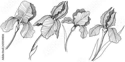 Irises flower in a vector style isolated. Full name of the plant: irises. Vector flower for background, texture, wrapper pattern, frame or border.