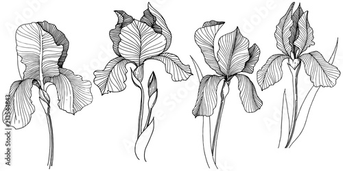 Irises flower in a vector style isolated. Full name of the plant: irises. Vector flower for background, texture, wrapper pattern, frame or border.