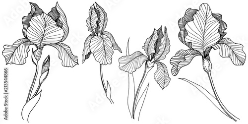 Irises flower in a vector style isolated. Full name of the plant: irises. Vector flower for background, texture, wrapper pattern, frame or border.
