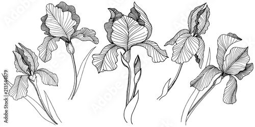 Irises flower in a vector style isolated. Full name of the plant: irises. Vector flower for background, texture, wrapper pattern, frame or border.