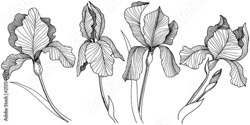 Irises flower in a vector style isolated. Full name of the plant: irises. Vector flower for background, texture, wrapper pattern, frame or border.