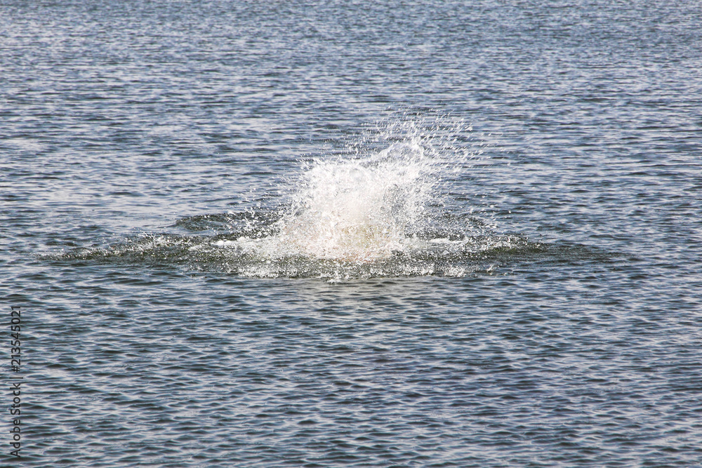 Fototapeta premium Big water splash in lake.