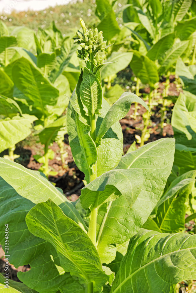 Obraz premium Tobacco blossom on plantation.