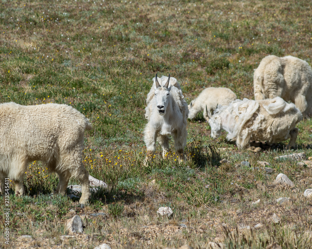 Obraz premium Laughing-Goat