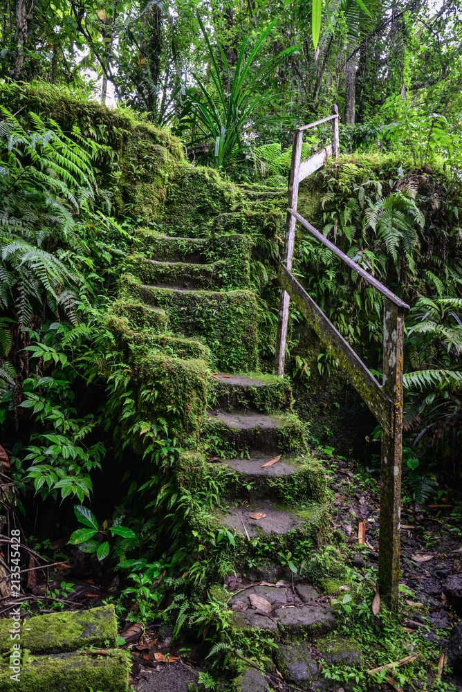 Old stone stairs in overgrown forest garden