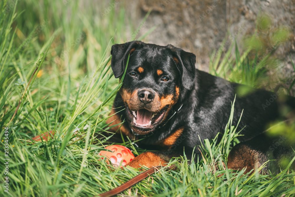 Young Black Rottweiler Metzgerhund Puppy Dog Play In Green Grass Young Black Rottweiler Metzgerhund Puppy Dog Play In Green Grass