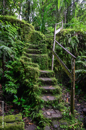 Old stone stairs in overgrown forest garden