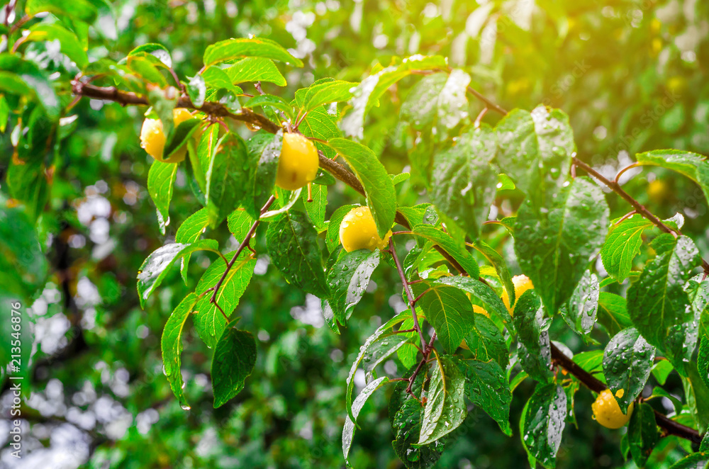 Yellow plum on the branch after the rain