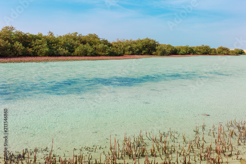 Sea coast and mangroves in the Ras Mohammed National Park. Famous travel destionation in desert. Sharm el Sheikh, Sinai Peninsula, Egypt. photo