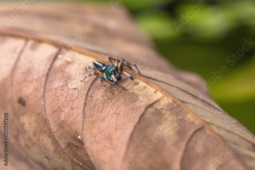 A jumping spider in nature background.macro spider,eyes focus.
