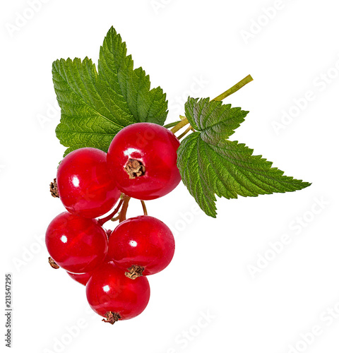 red currant isolated on white background photo